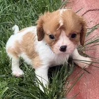 Liam, a male Cavalier King Charles Spaniel for sale in Longmont, CO – 6 of 10