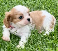 Lester, a male Cavalier King Charles Spaniel for sale in Longmont, CO – 9 of 10