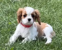 Lester, a male Cavalier King Charles Spaniel for sale in Longmont, CO – 5 of 10