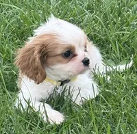 Loki, a male Cavalier King Charles Spaniel for sale in Longmont, CO – 7 of 10