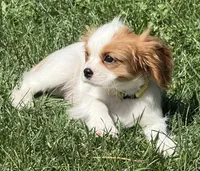 Loki, a male Cavalier King Charles Spaniel for sale in Longmont, CO – 10 of 10