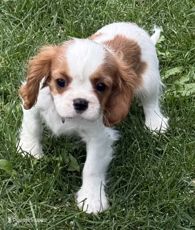 Lester – Cavalier King Charles Spaniel puppy for sale in Longmont, CO