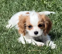 Loki, a male Cavalier King Charles Spaniel for sale in Longmont, CO – 9 of 10
