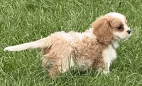 Vino, a male Cavalier King Charles Spaniel for sale in Longmont, CO – 8 of 9