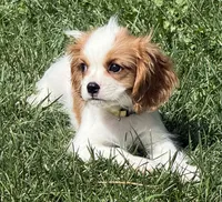 Loki, a male Cavalier King Charles Spaniel for sale in Longmont, CO – 2 of 10