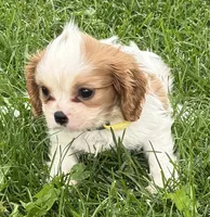 Loki, a male Cavalier King Charles Spaniel for sale in Longmont, CO – 3 of 10