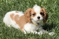 Loki, a male Cavalier King Charles Spaniel for sale in Longmont, CO – 8 of 10