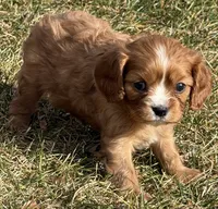 Vixen, a female Cavalier King Charles Spaniel for sale in Longmont, CO – Photo 7 of 10