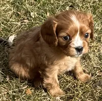 Vixen, a female Cavalier King Charles Spaniel for sale in Longmont, CO – Photo 3 of 10