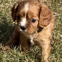 Vixen, a female Cavalier King Charles Spaniel for sale in Longmont, CO – Photo 5 of 10