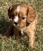 Vixen, a female Cavalier King Charles Spaniel for sale in Longmont, CO – Photo 5 of 10