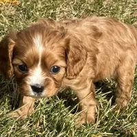Vixen, a female Cavalier King Charles Spaniel for sale in Longmont, CO – Photo 8 of 10