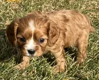 Vixen, a female Cavalier King Charles Spaniel for sale in Longmont, CO – Photo 8 of 10