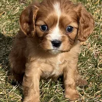 Vixen, a female Cavalier King Charles Spaniel for sale in Longmont, CO – Photo 1 of 10