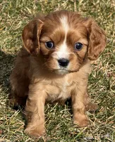 Vixen, a female Cavalier King Charles Spaniel for sale in Longmont, CO – Photo 1 of 10