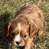 Vixen, a female Cavalier King Charles Spaniel for sale in Longmont, CO – Photo 9 of 10