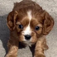 Vixen, a female Cavalier King Charles Spaniel for sale in Longmont, CO – Photo 6 of 10