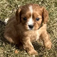 Vixen, a female Cavalier King Charles Spaniel for sale in Longmont, CO – Photo 2 of 10