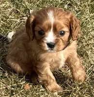 Vixen, a female Cavalier King Charles Spaniel for sale in Longmont, CO – Photo 2 of 10