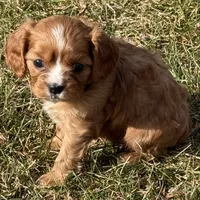 Vixen, a female Cavalier King Charles Spaniel for sale in Longmont, CO – Photo 4 of 10