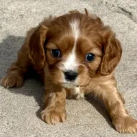 Vixen, a female Cavalier King Charles Spaniel for sale in Longmont, CO – Photo 10 of 10