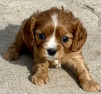 Vixen, a female Cavalier King Charles Spaniel for sale in Longmont, CO – Photo 10 of 10