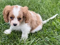 Viggo, a male Cavalier King Charles Spaniel for sale in Longmont, CO – 10 of 10