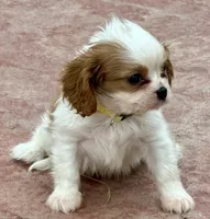 Loki, a male Cavalier King Charles Spaniel for sale in Longmont, CO – 8 of 10