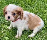 Lester, a male Cavalier King Charles Spaniel for sale in Longmont, CO – 10 of 10