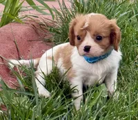 Liam, a male Cavalier King Charles Spaniel for sale in Longmont, CO – 5 of 10