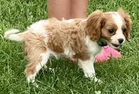Viggo, a male Cavalier King Charles Spaniel for sale in Longmont, CO – 3 of 10