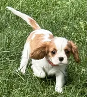 Lester, a male Cavalier King Charles Spaniel for sale in Longmont, CO – 2 of 10
