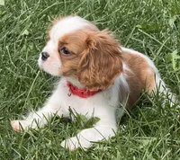 Lester, a male Cavalier King Charles Spaniel for sale in Longmont, CO – 8 of 10