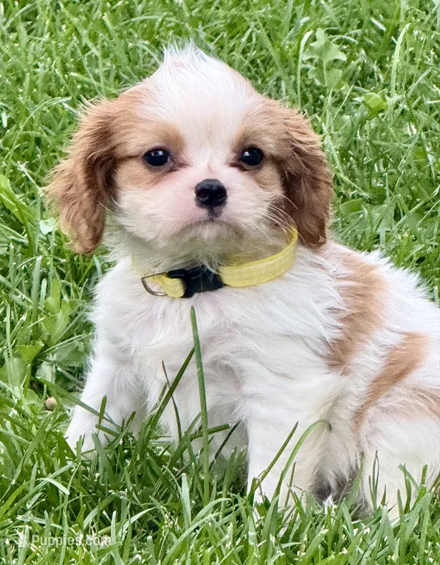 Loki – Cavalier King Charles Spaniel puppy for sale in Longmont, CO