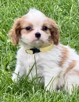 Loki, a male Cavalier King Charles Spaniel for sale in Longmont, CO – 1 of 10