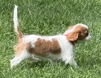 Lester, a male Cavalier King Charles Spaniel for sale in Longmont, CO – 7 of 10