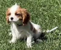 Loki, a male Cavalier King Charles Spaniel for sale in Longmont, CO – 7 of 10