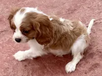 Viggo, a male Cavalier King Charles Spaniel for sale in Longmont, CO – 4 of 10