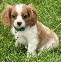 Viggo, a male Cavalier King Charles Spaniel for sale in Longmont, CO – 6 of 10