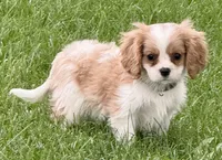 Vino, a male Cavalier King Charles Spaniel for sale in Longmont, CO – 5 of 9