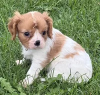 Liam, a male Cavalier King Charles Spaniel for sale in Longmont, CO – 8 of 10
