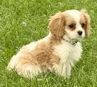 Vino, a male Cavalier King Charles Spaniel for sale in Longmont, CO – 4 of 9