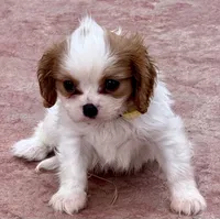 Loki, a male Cavalier King Charles Spaniel for sale in Longmont, CO – 6 of 10