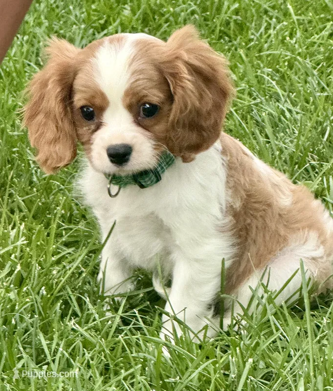 Viggo – Cavalier King Charles Spaniel puppy for sale in Longmont, CO