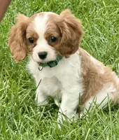 Viggo, a male Cavalier King Charles Spaniel for sale in Longmont, CO – 1 of 10