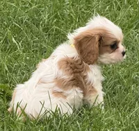 Loki, a male Cavalier King Charles Spaniel for sale in Longmont, CO – 5 of 10