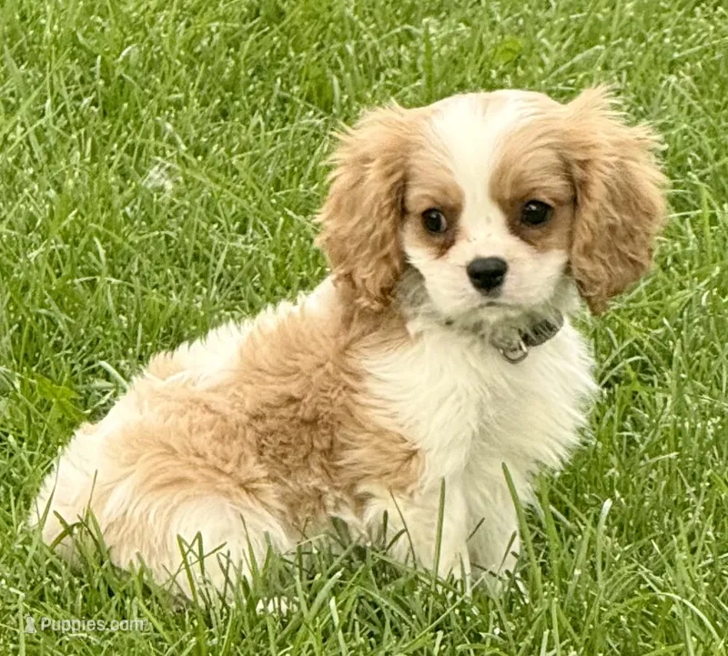 Vino – Cavalier King Charles Spaniel puppy for sale in Longmont, CO