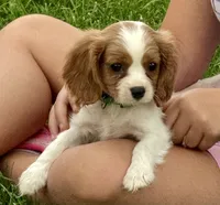 Viggo, a male Cavalier King Charles Spaniel for sale in Longmont, CO – 9 of 10