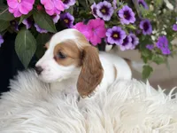Poppy, a female Miniature Dachshund for sale in Mayville, MI – 3 of 4