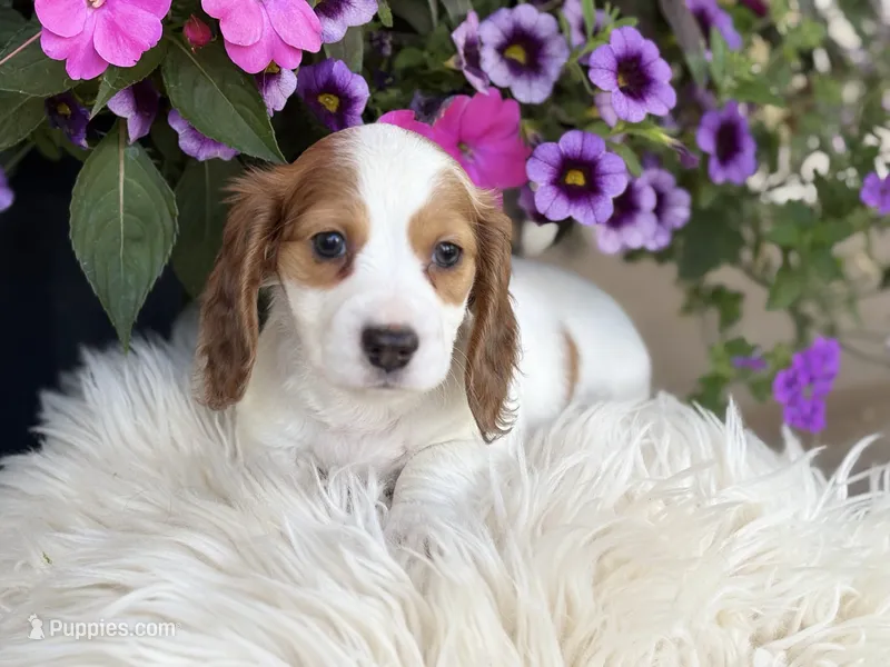 Poppy – Miniature Dachshund puppy for sale in Mayville, MI